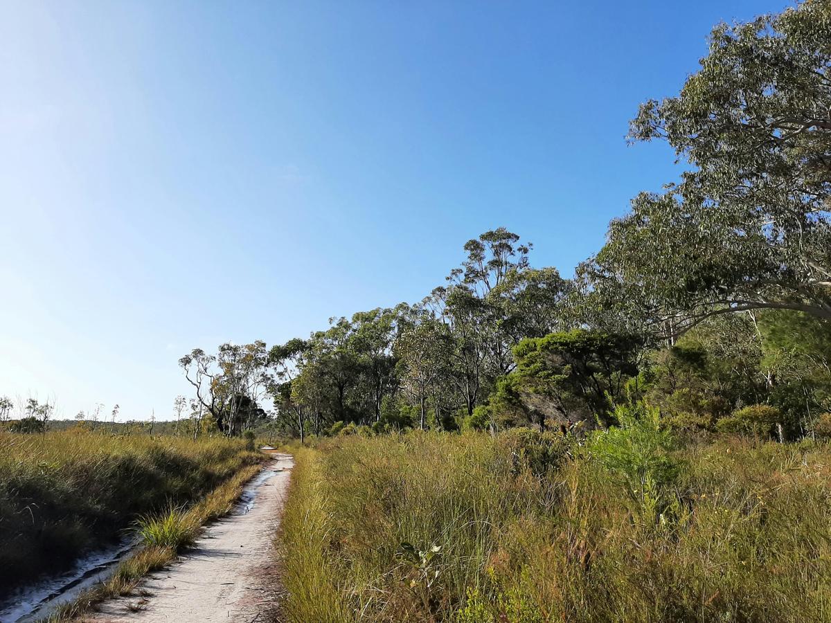 Nature & Forest Bathing, Mooloolah River National Park
