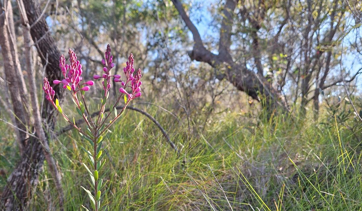 Nature & Forest Bathing, Mooloolah River National Park
