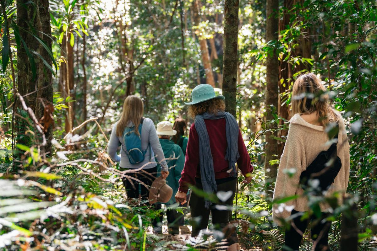 Sunshine Coast Nature & Forest Bathing private walking tours