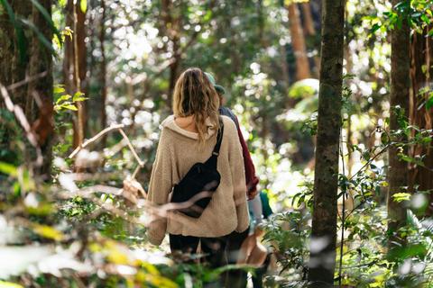 Nature & Forest Bathing, Kondalilla National Park