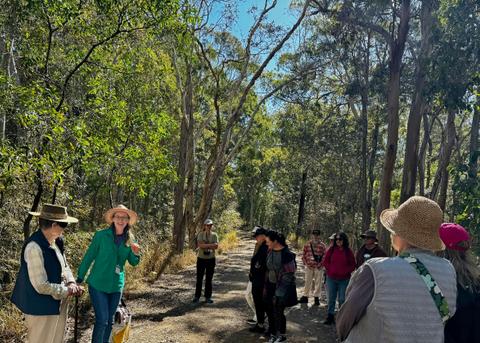 Nature & Forest Bathing, Glass House Mountains