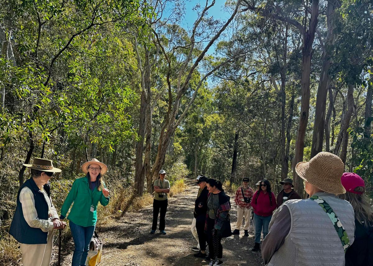 Nature & Forest Bathing, Glass House Mountains