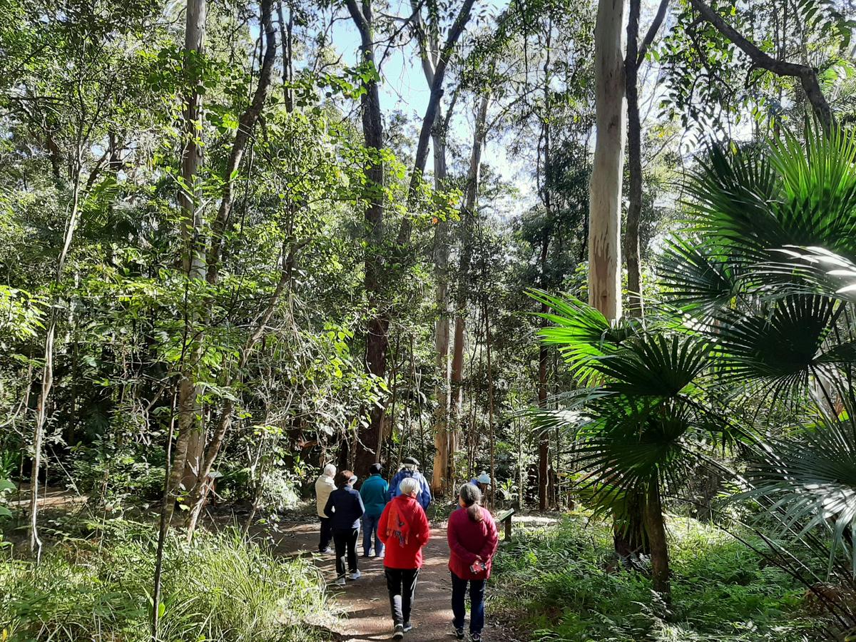 A private group forest therapy walk in Buderim