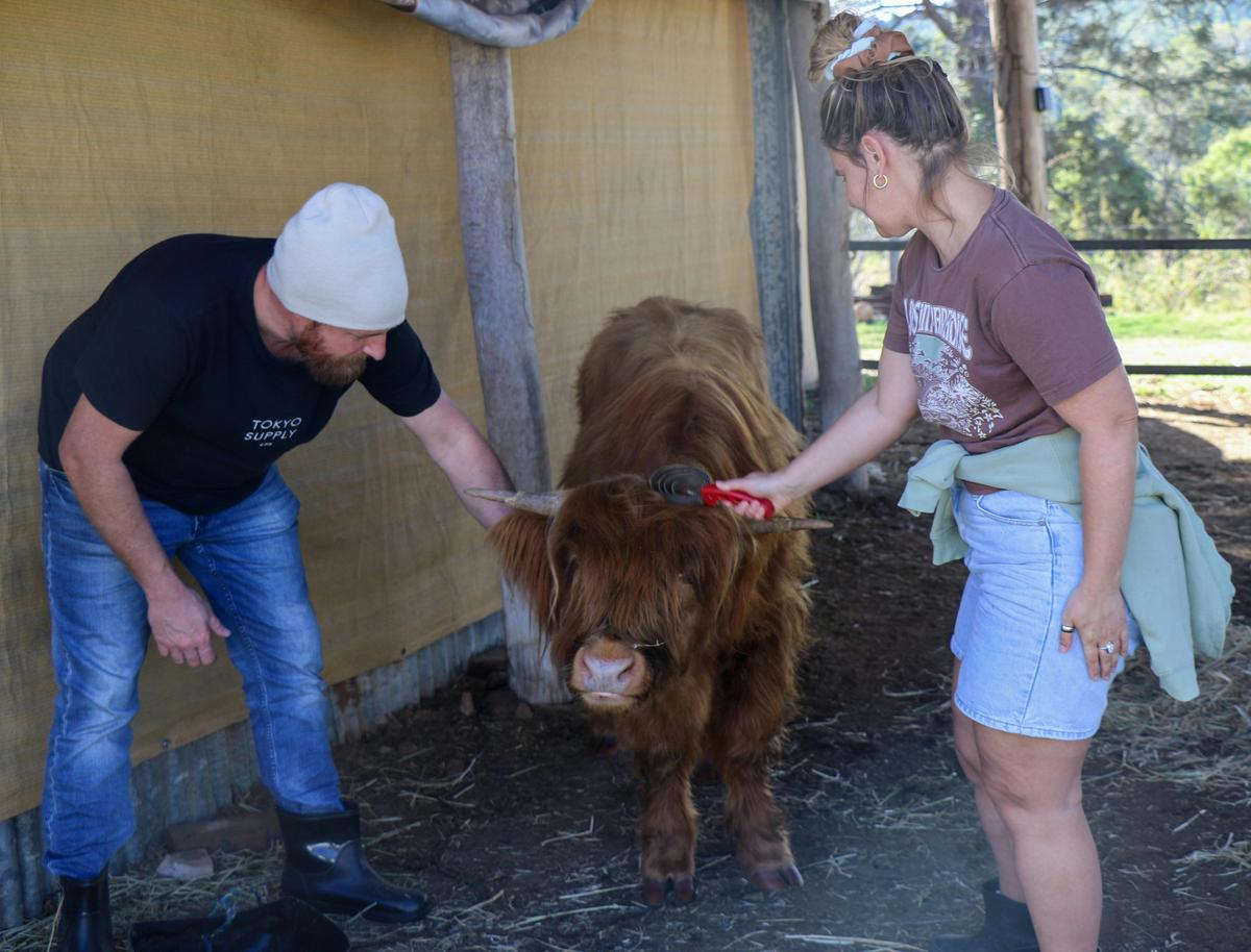 Platinum Highland Farm Experience with Lunch