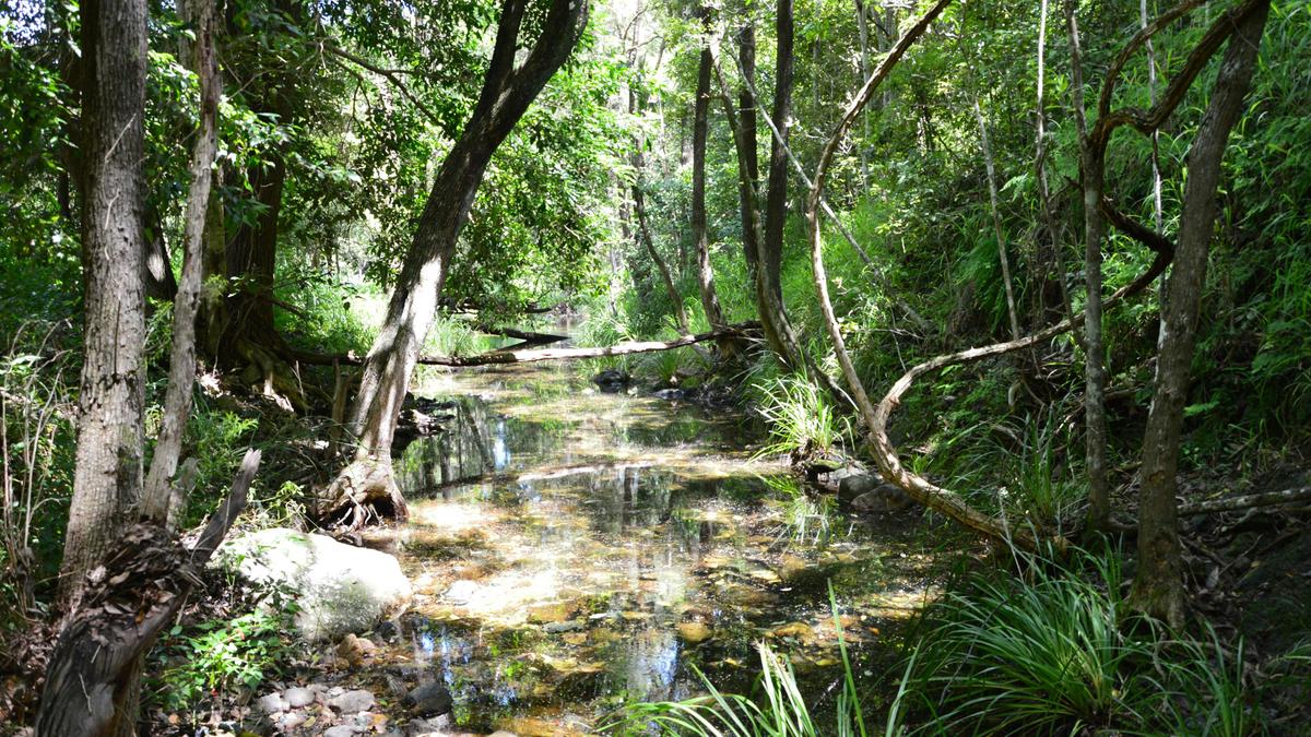 Creekline edge to Little Fig Flat.