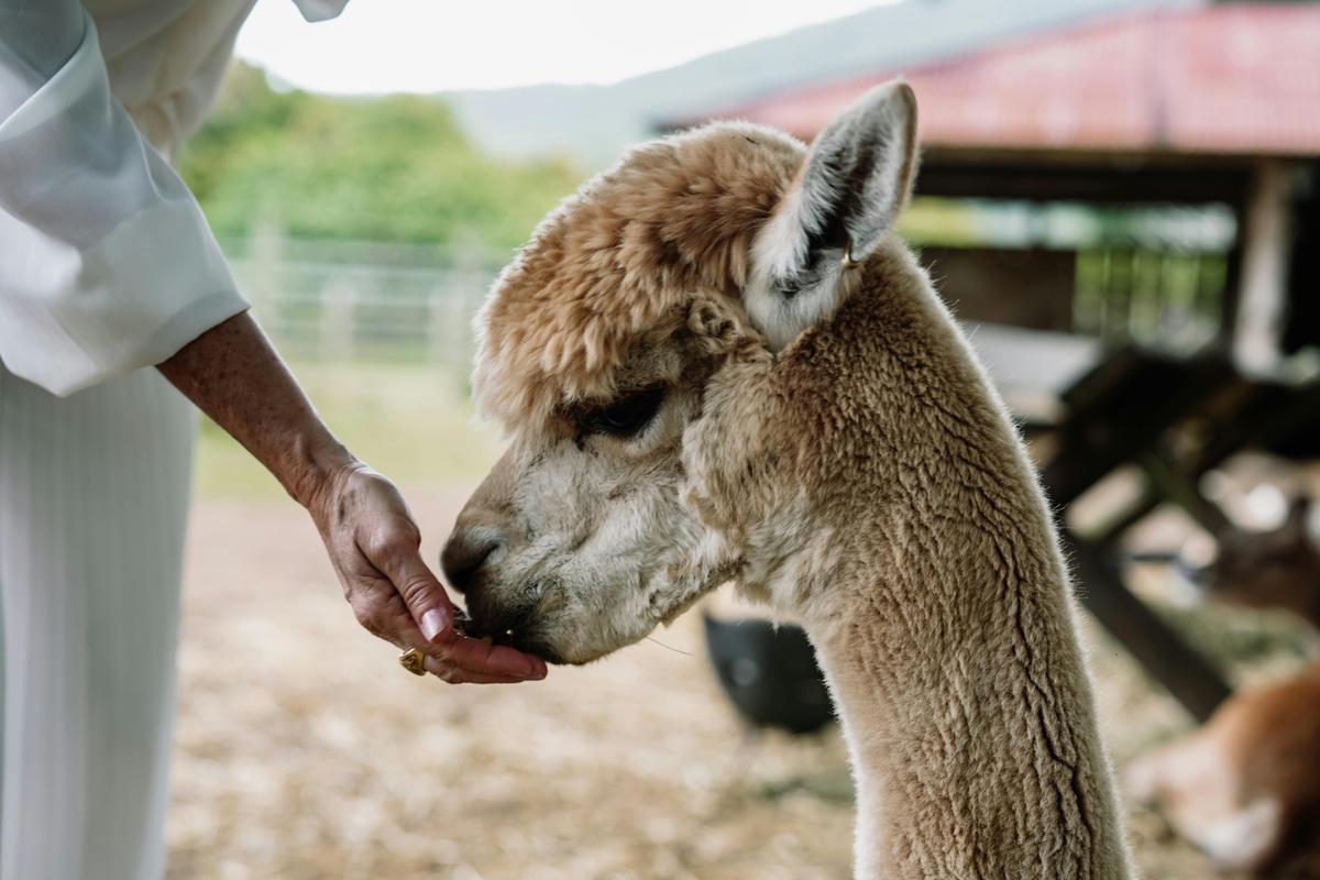 Feeding Alpacas!
