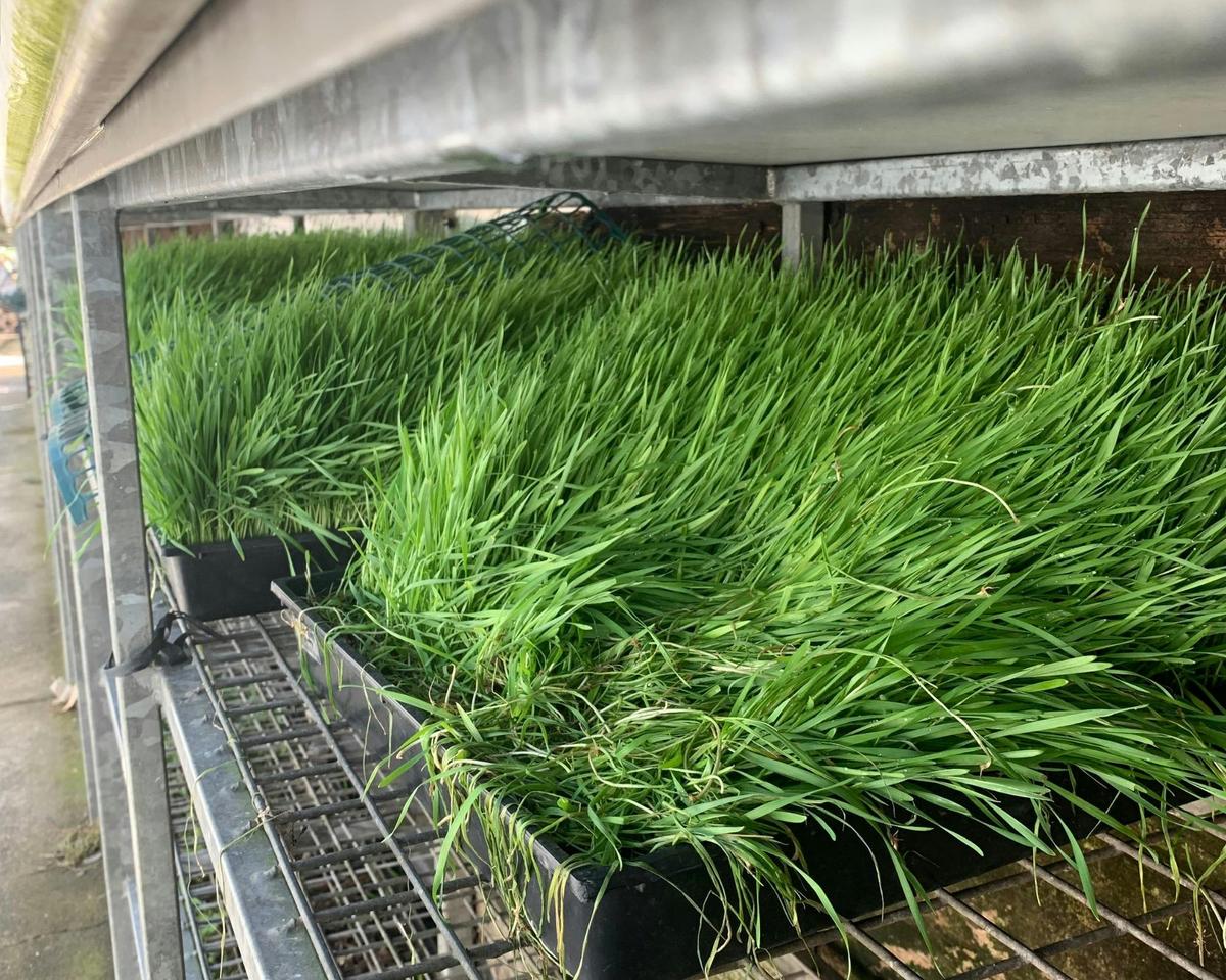 Fresh Wheatgrass