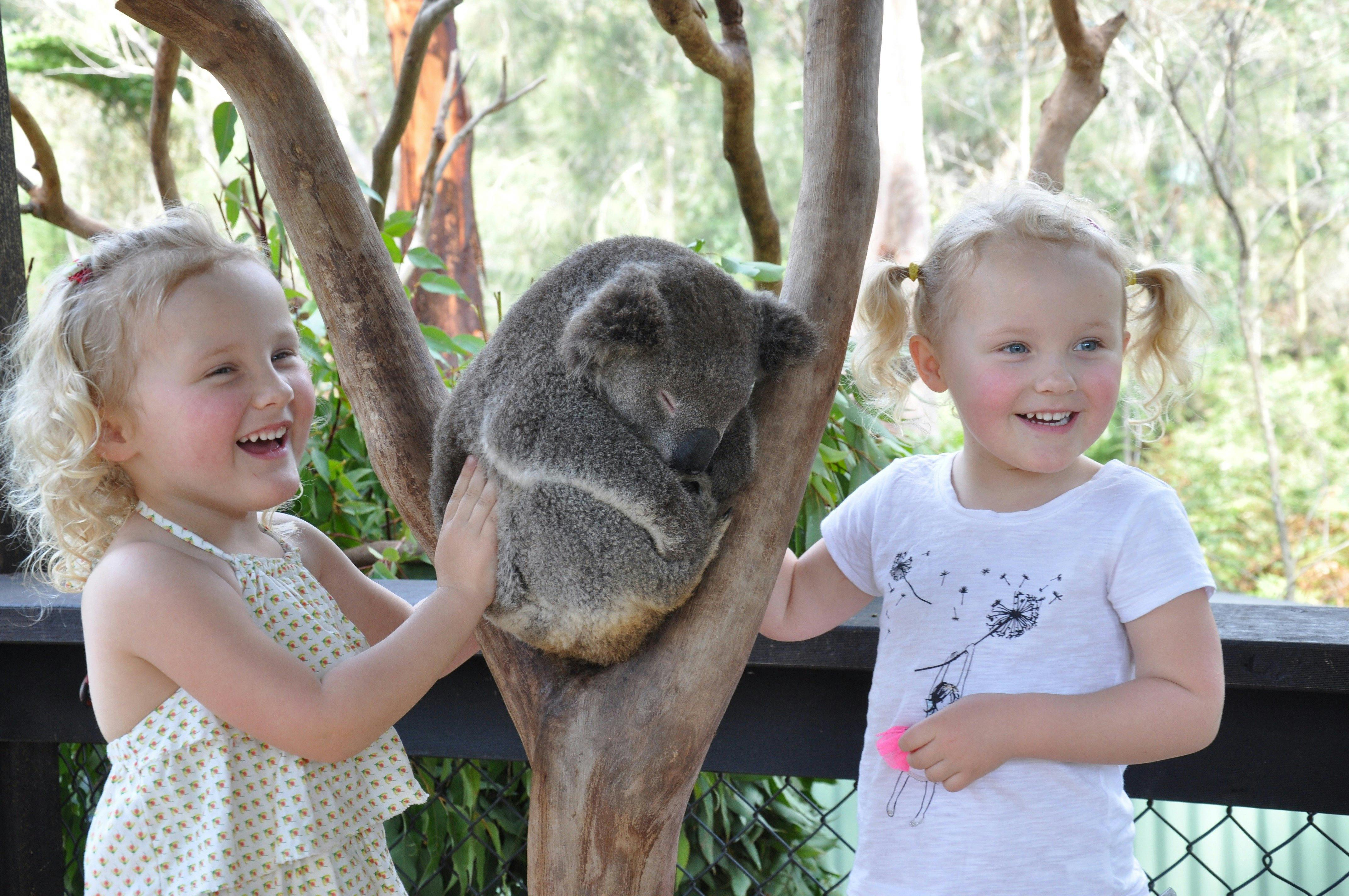 Meet koalas at the Australian Reptile Park