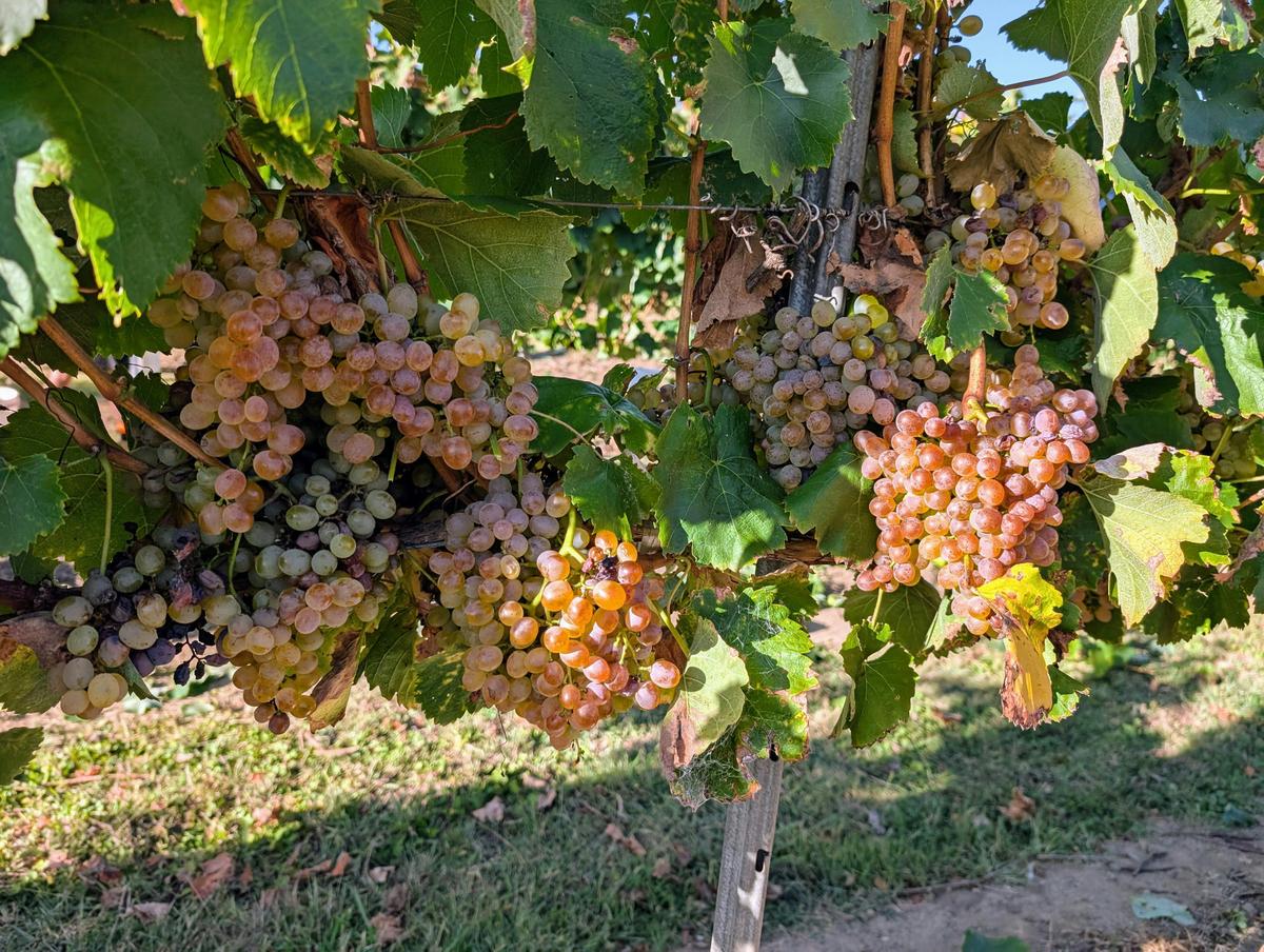 Heritage Wines of Stanthorpe Cellar Door, Experiences