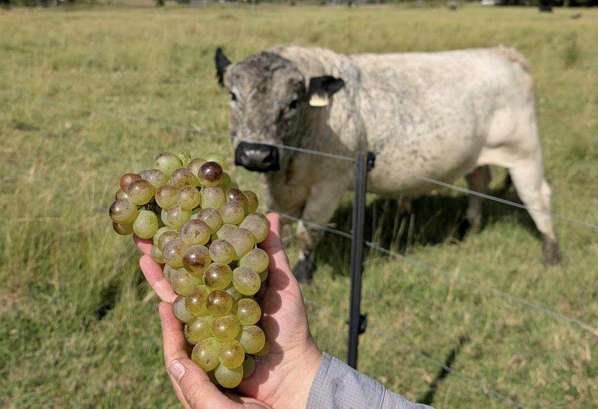 Heritage Wines of Stanthorpe, Hand Picked, 100% Natural