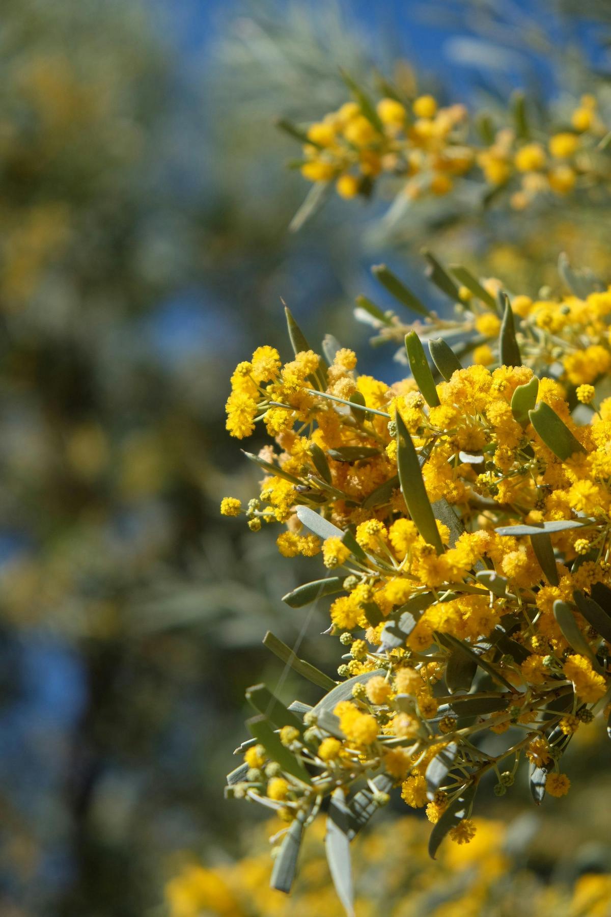 Gidgee Flower