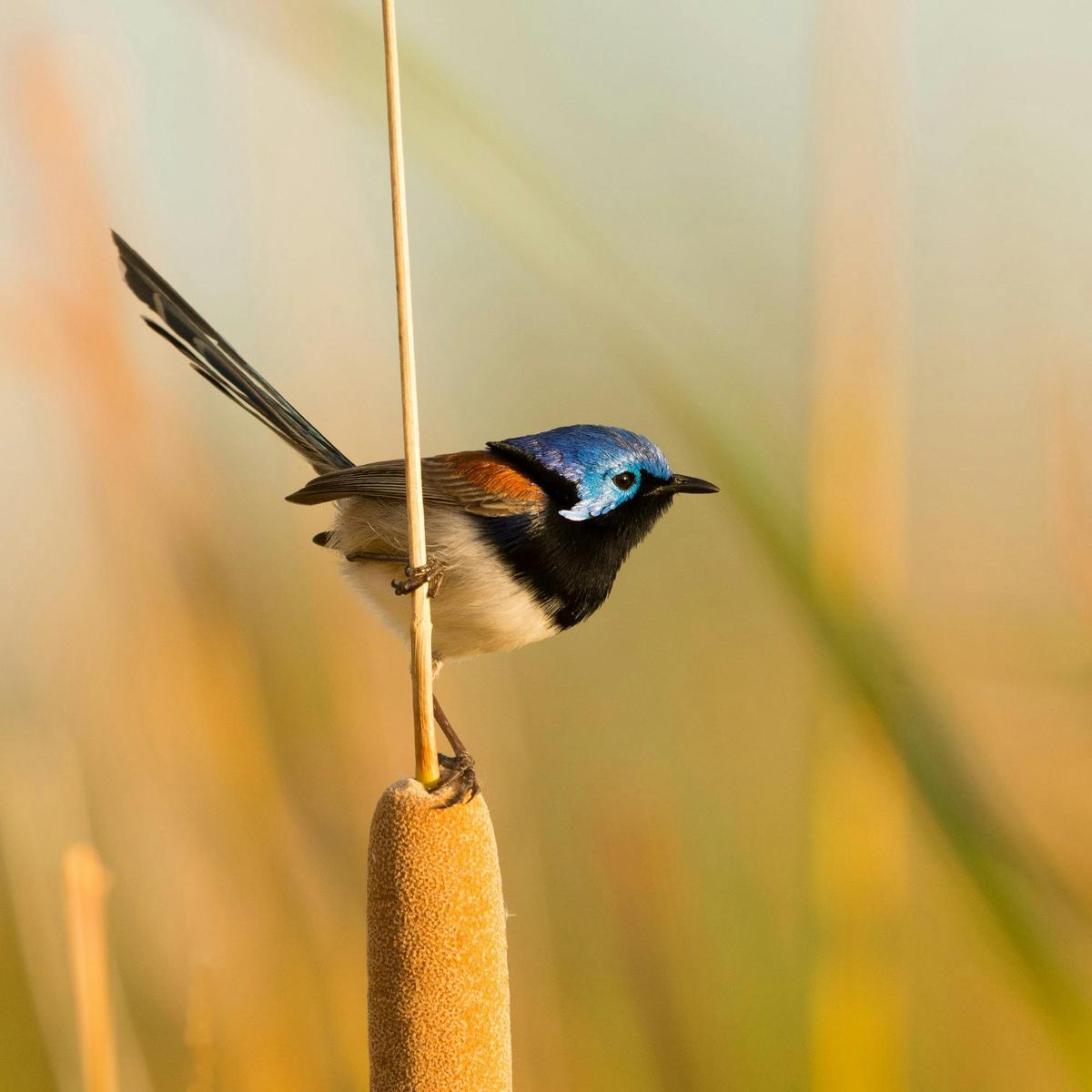Variegated fairy-wren