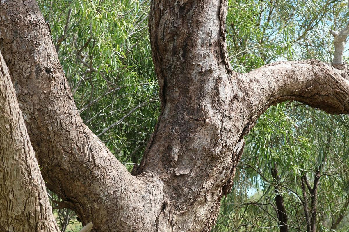 Coolibah Tree