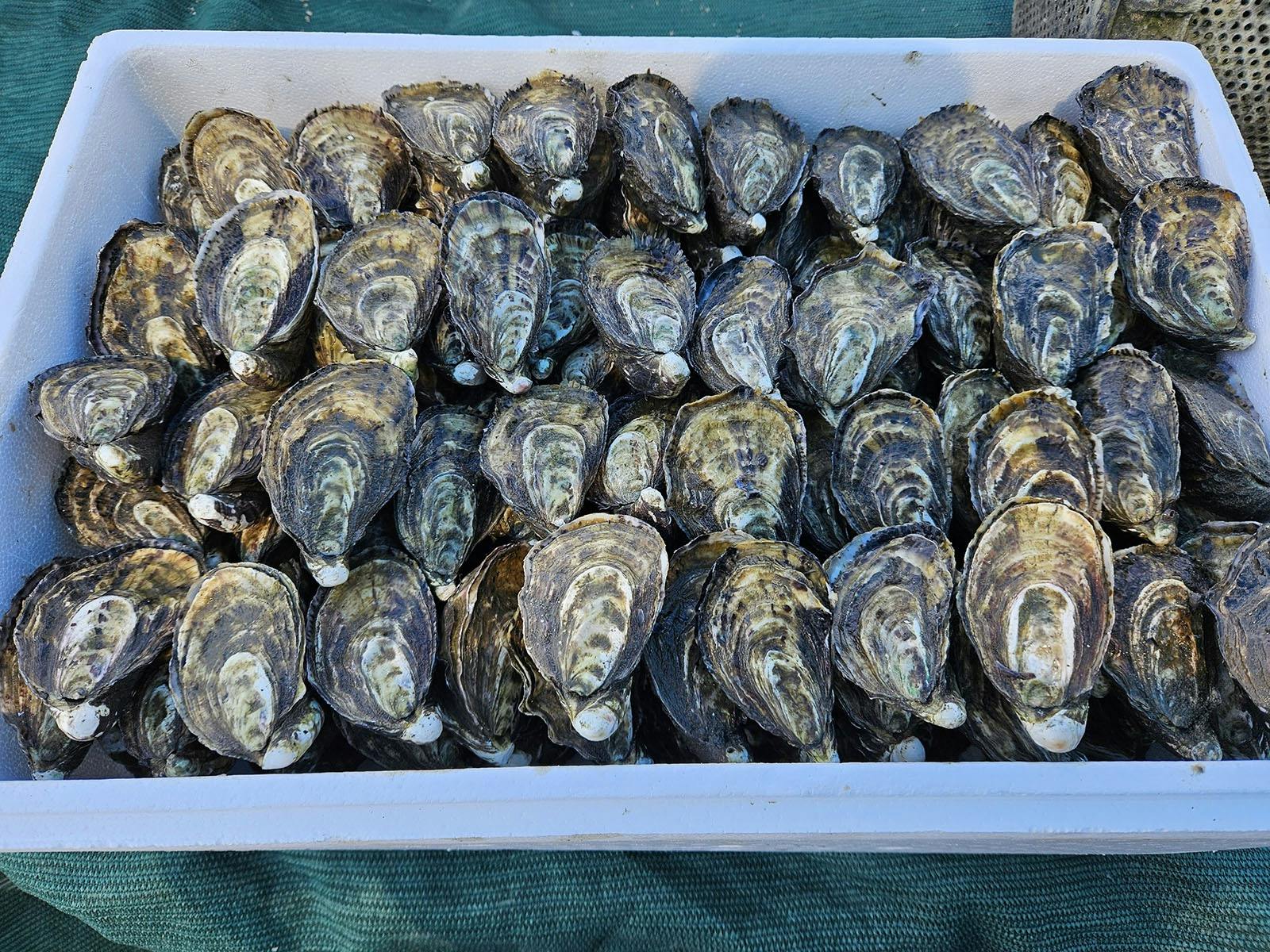 Paul South Oysters - Karuah