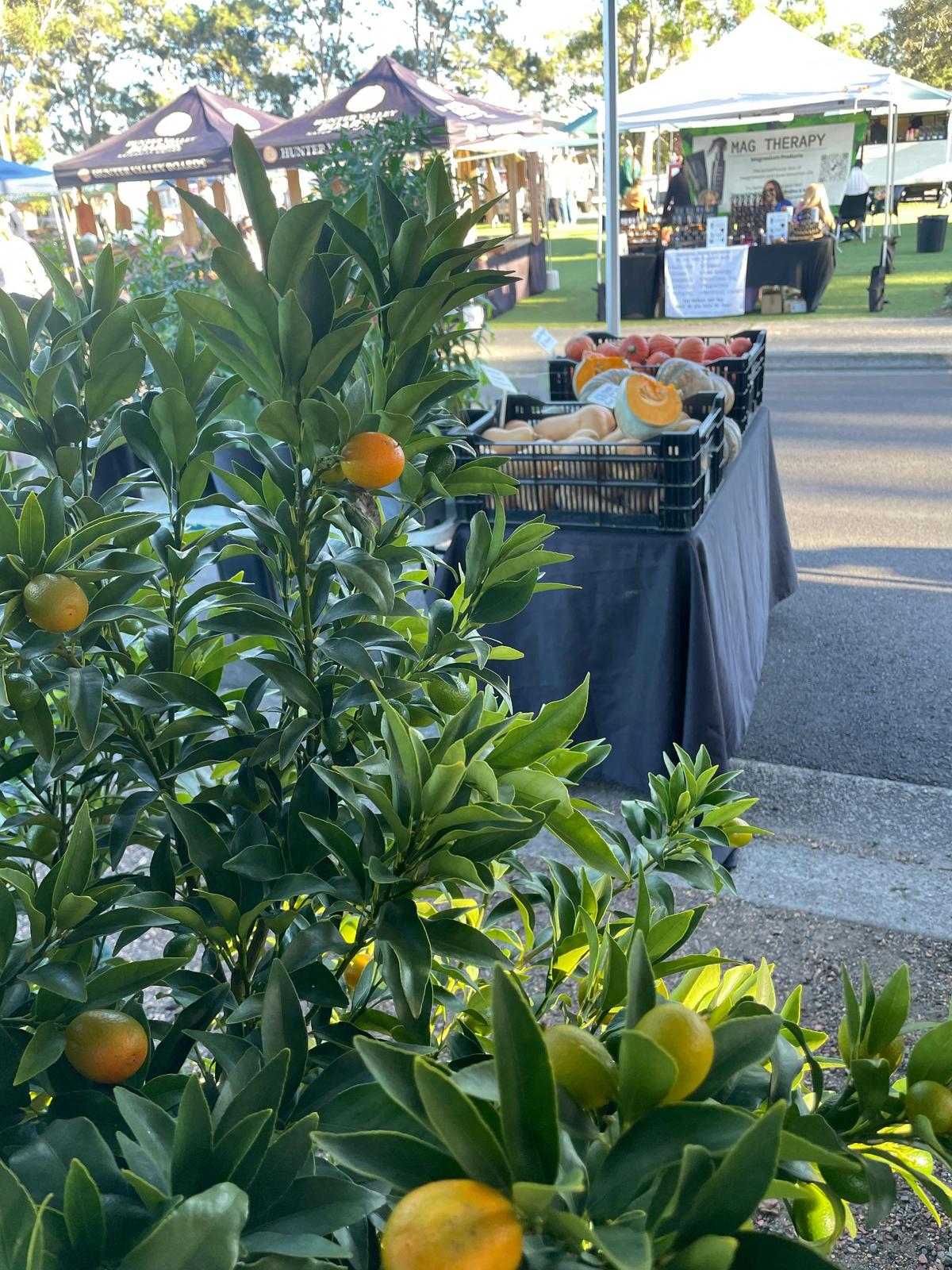 Gales Nursery and Produce sell great produce and nursery lines.