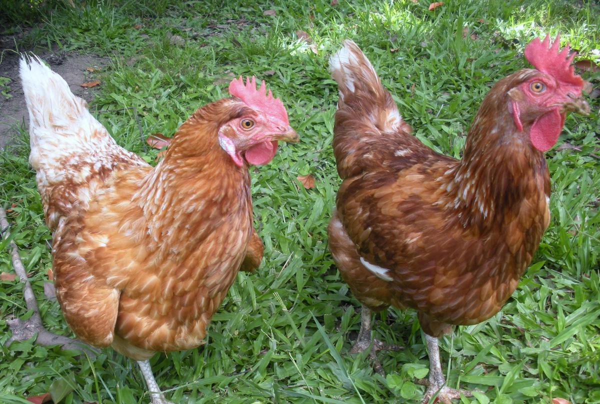 Free range chooks