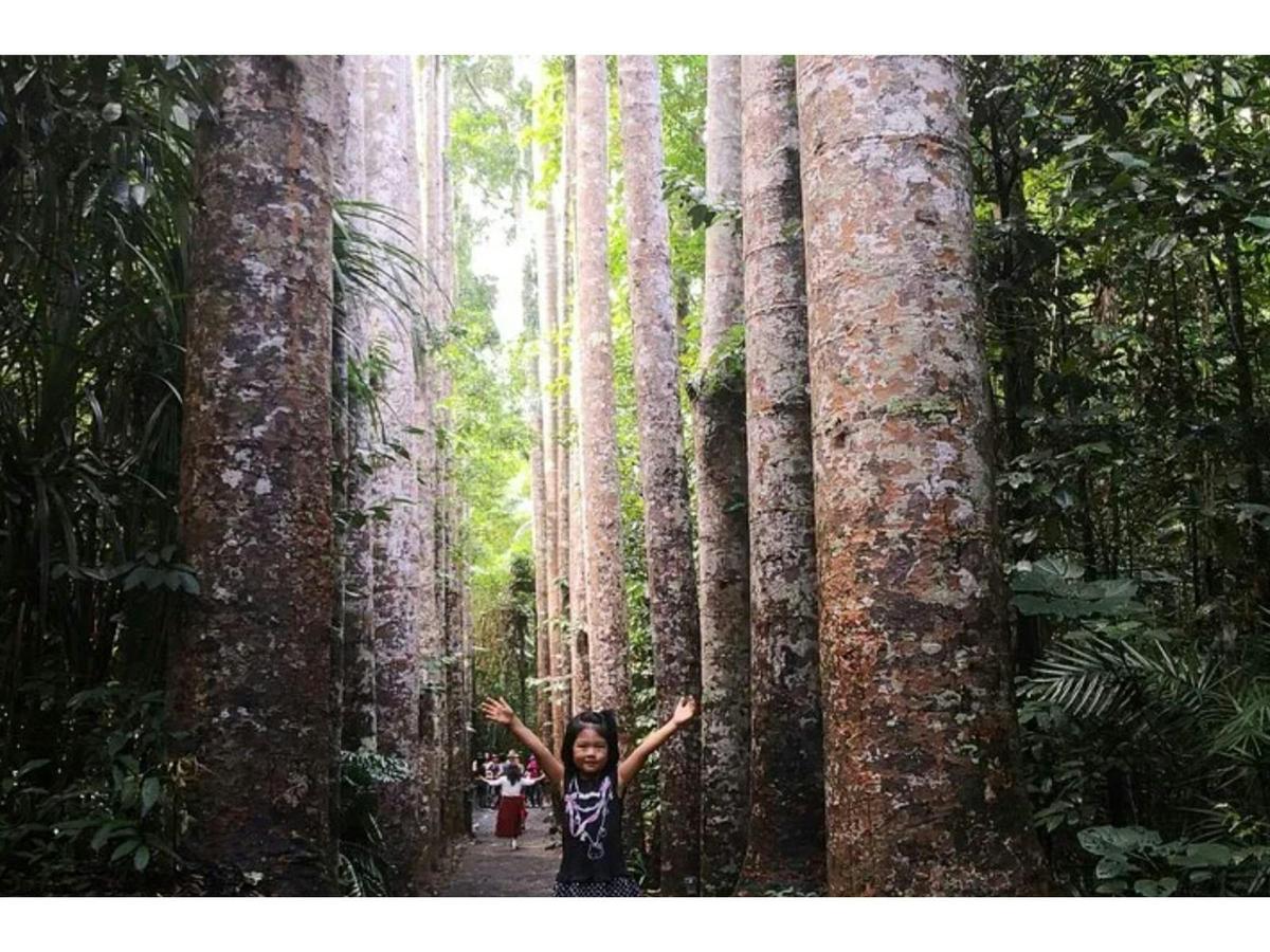 Cairns Paronella Park Herberton and Wild life Tour