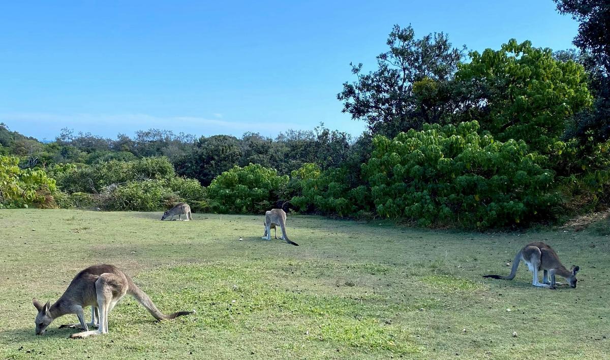 North Stradbroke Island Day Tour from Brisbane