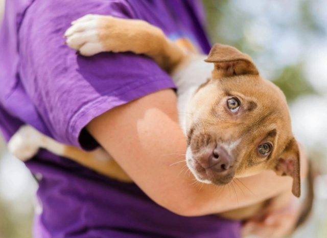 Northern Rivers Animal Services Op Shop