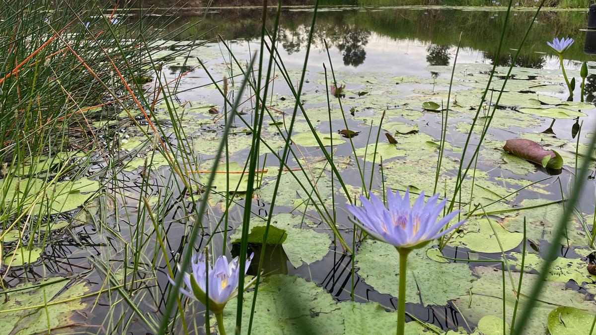 Jacaranda Ridge