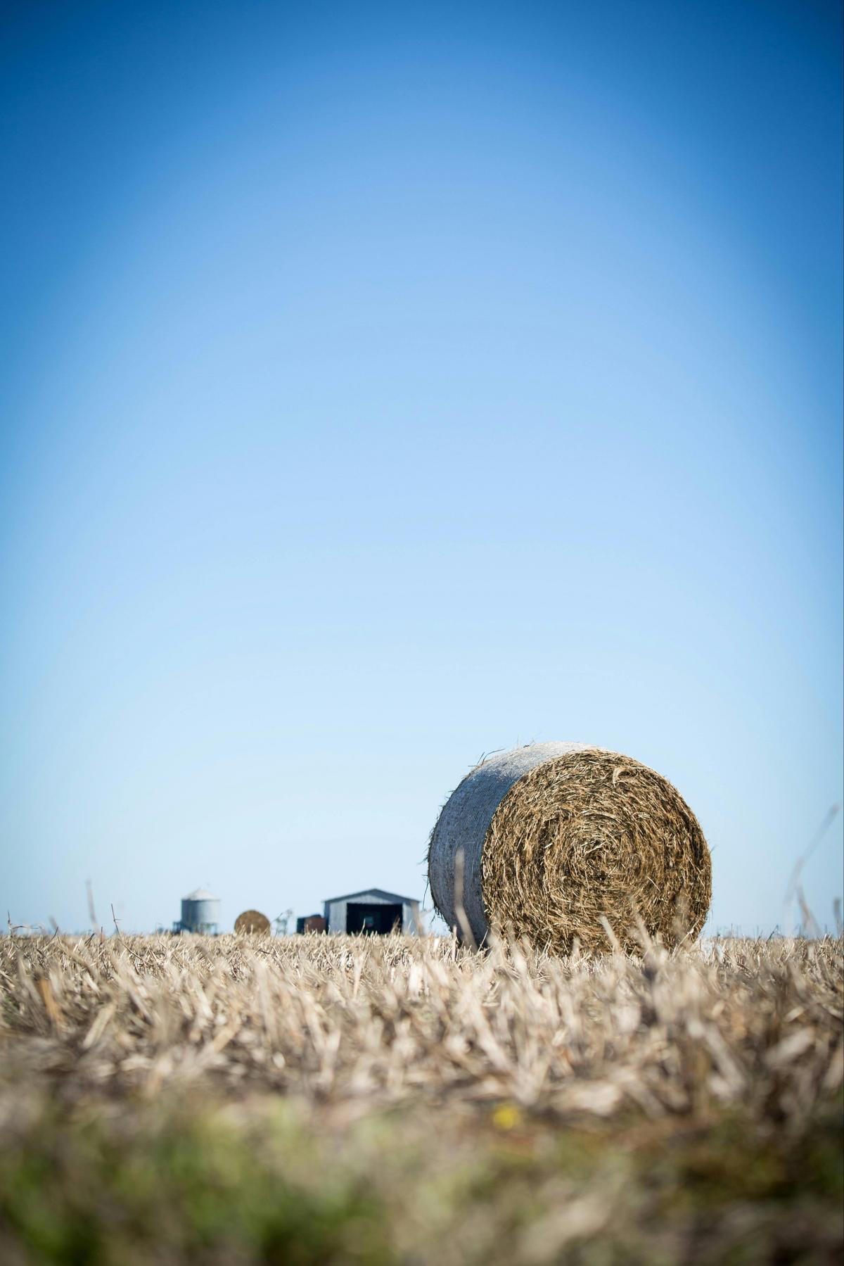 Farming, Western Downs