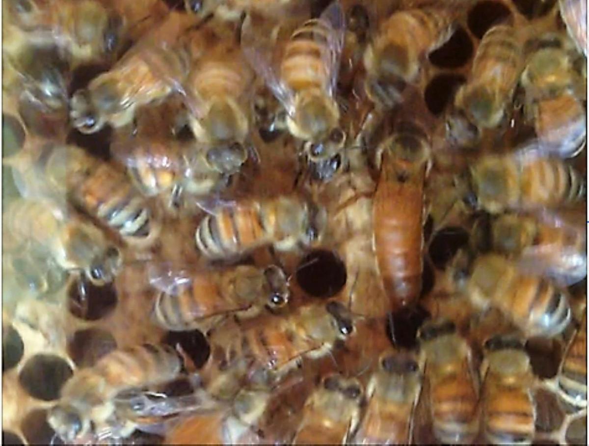 Queen Bee