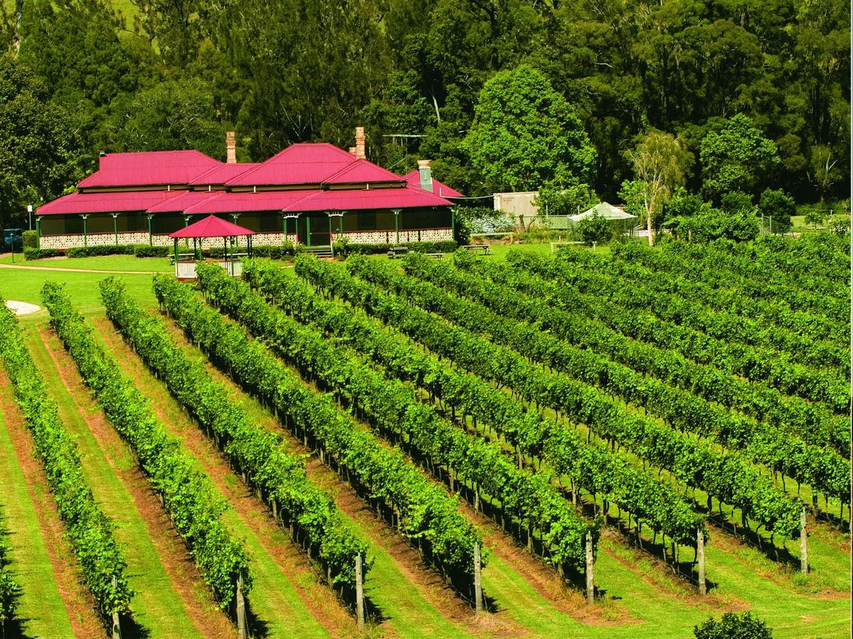 Brisbane Hot Air Ballooning and Vineyard Breakfast - Meet at Nerang or Canungra