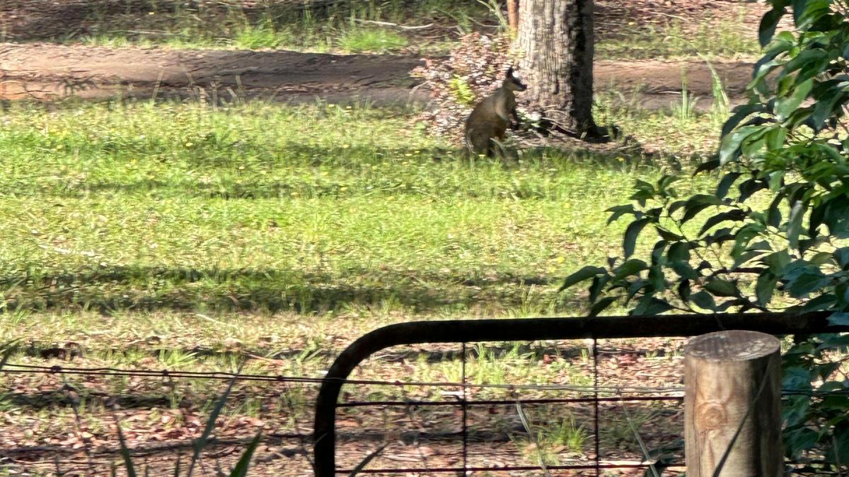 Kangaroos some times will appear