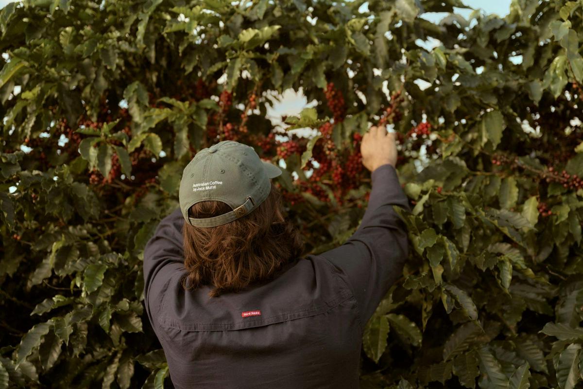 From Field to Cup: The Jack Murat Coffee Farm Tour