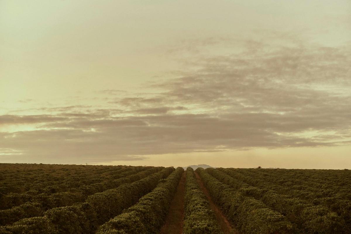 Rows of coffee trees across the plantation landscape in Mareeba–Arriga.