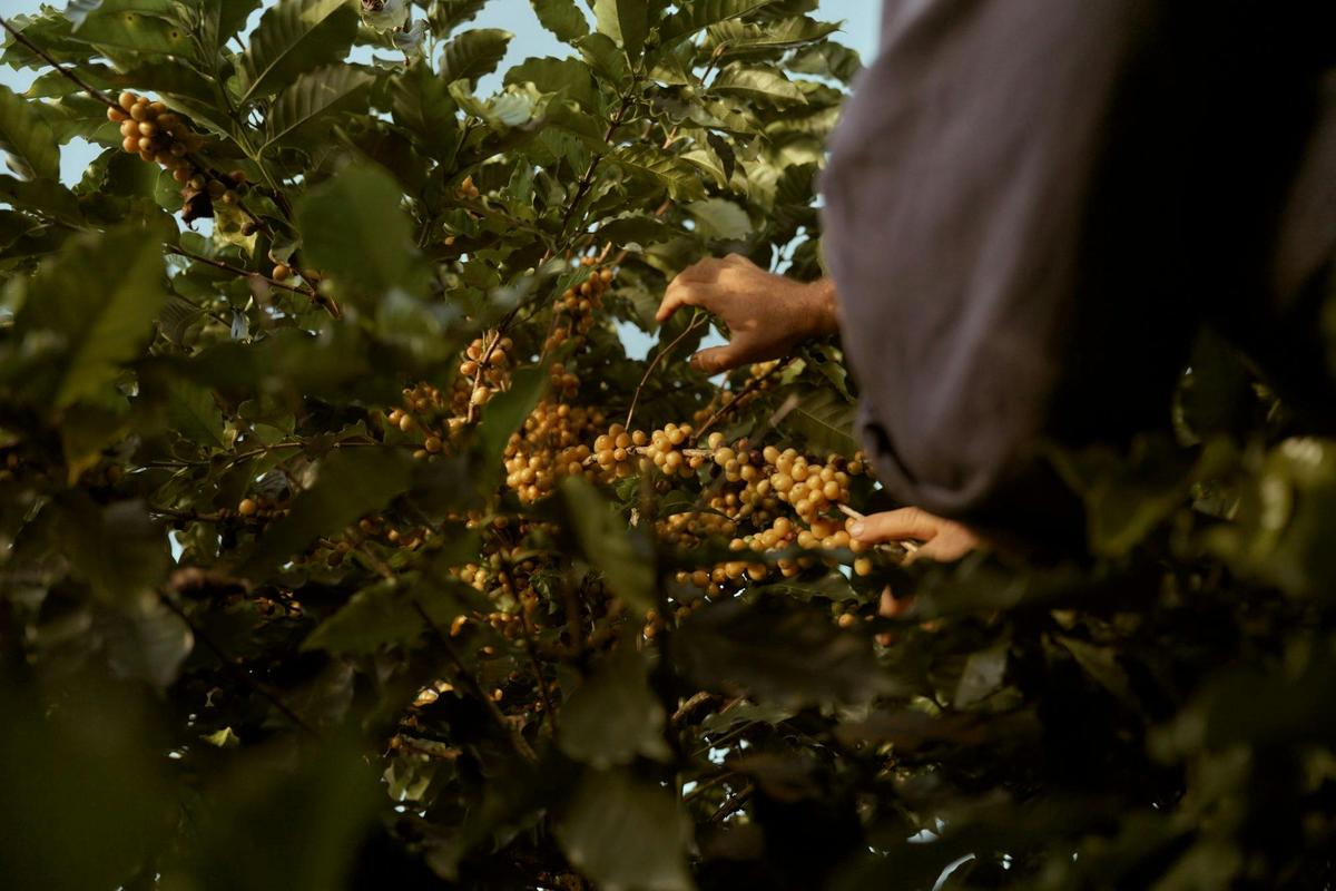 Coffee cherries developing on the branch, showing early-stage ripening in the field.