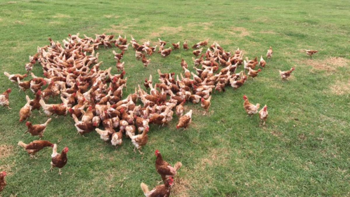 Kenilworth Free Range Farm