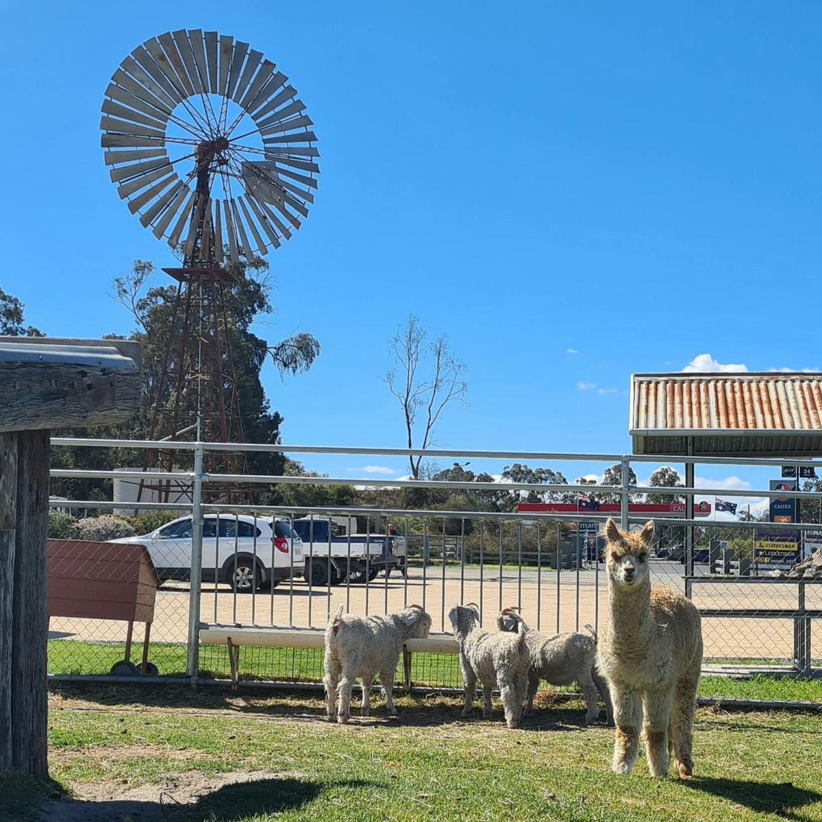 Farm Animals