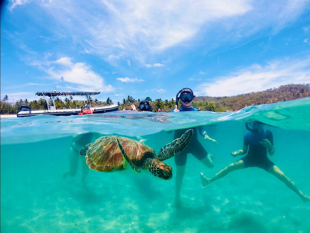 Snorkelling with turtles
