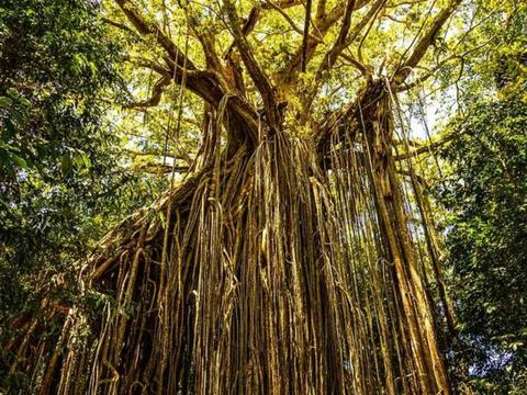 Daintree and Cape Tribulation Adventure