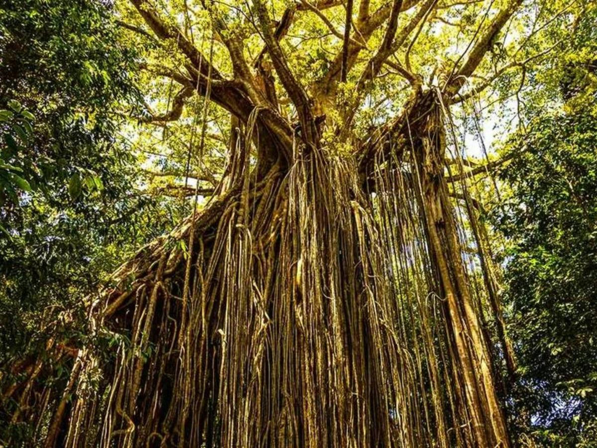 Daintree and Cape Tribulation Adventure