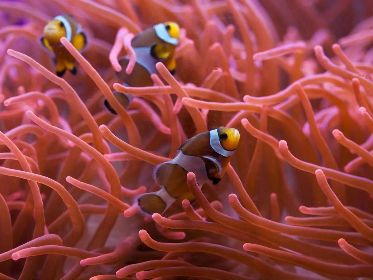 Best of Cairns, Great Barrier Reef & Daintree
