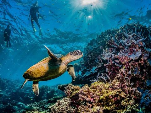 Best of Cairns, Great Barrier Reef & Daintree
