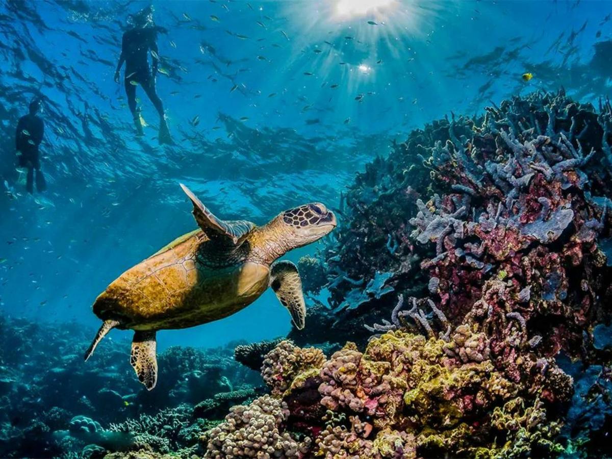 Best of Cairns, Great Barrier Reef & Daintree