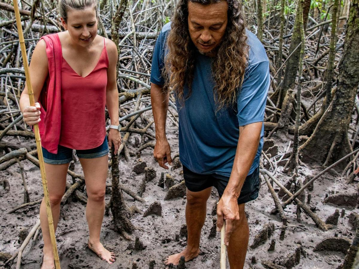 Queensland-mangrove