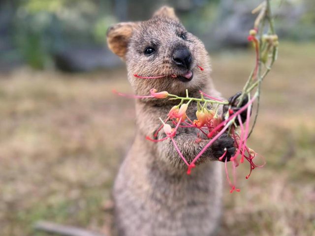 Australian Wildlife Sanctuary