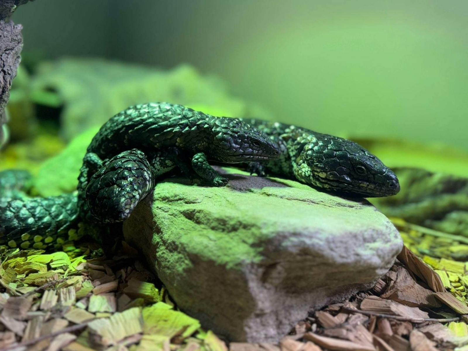 Australian Wildlife Sanctuary