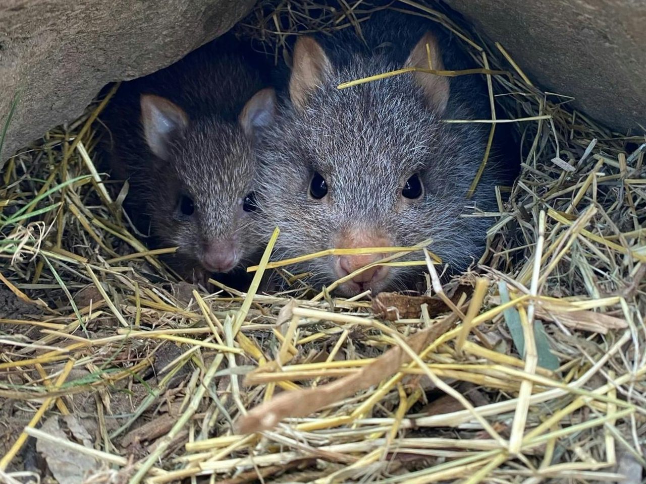 Rufous Bettong