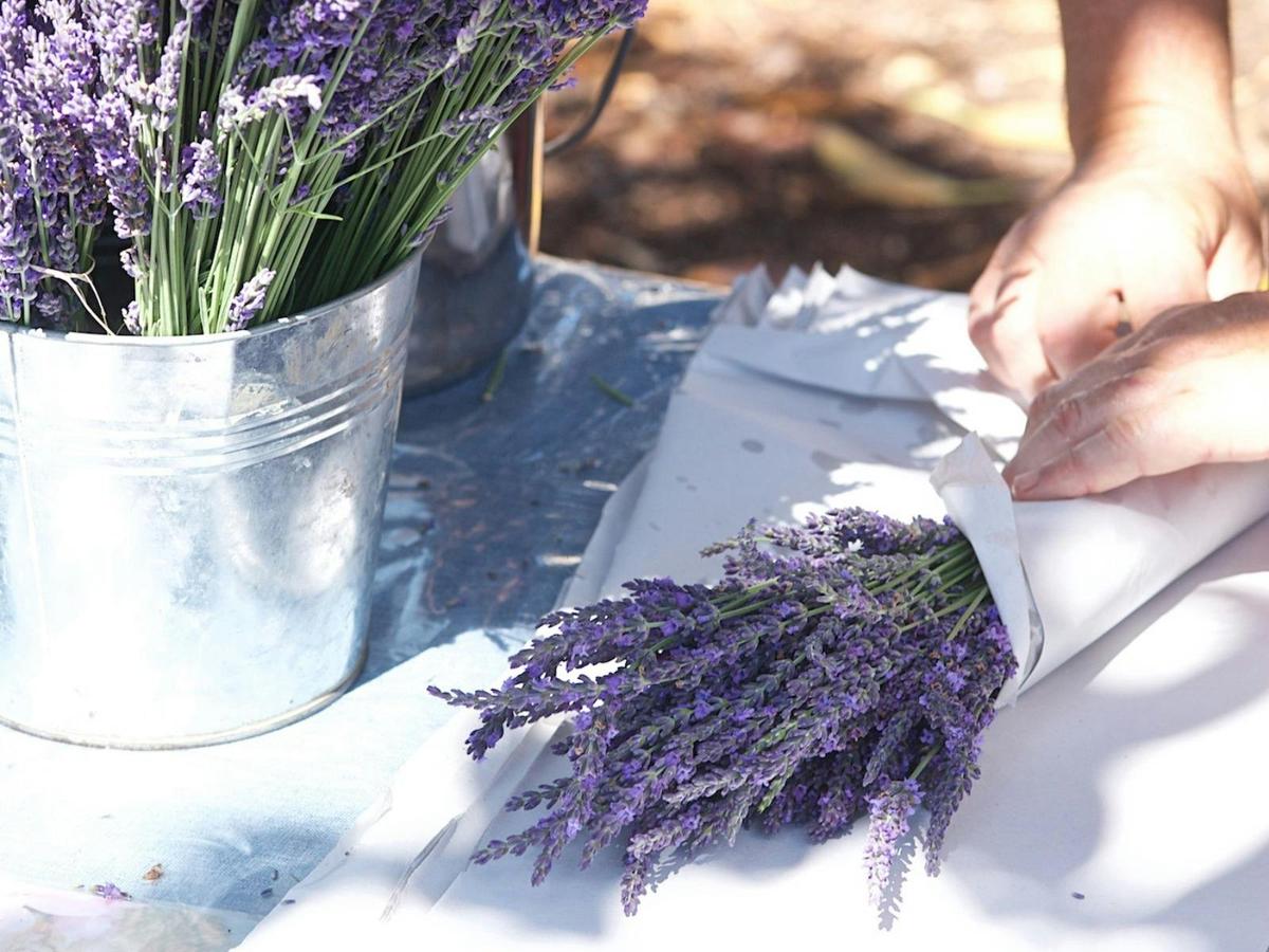 A bouquet of dried lavender being wrapped in paper
