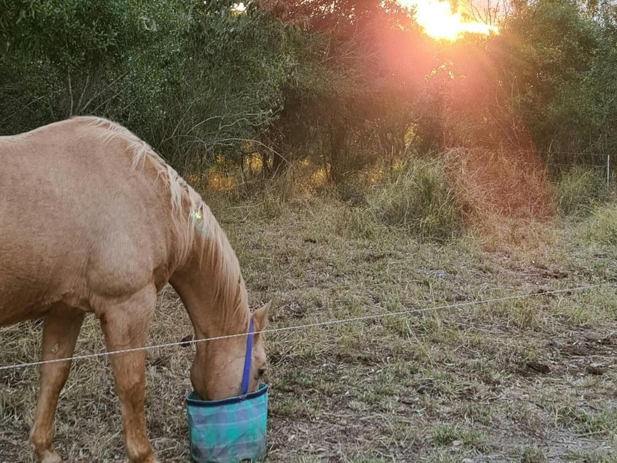 Horse feeding at sunset