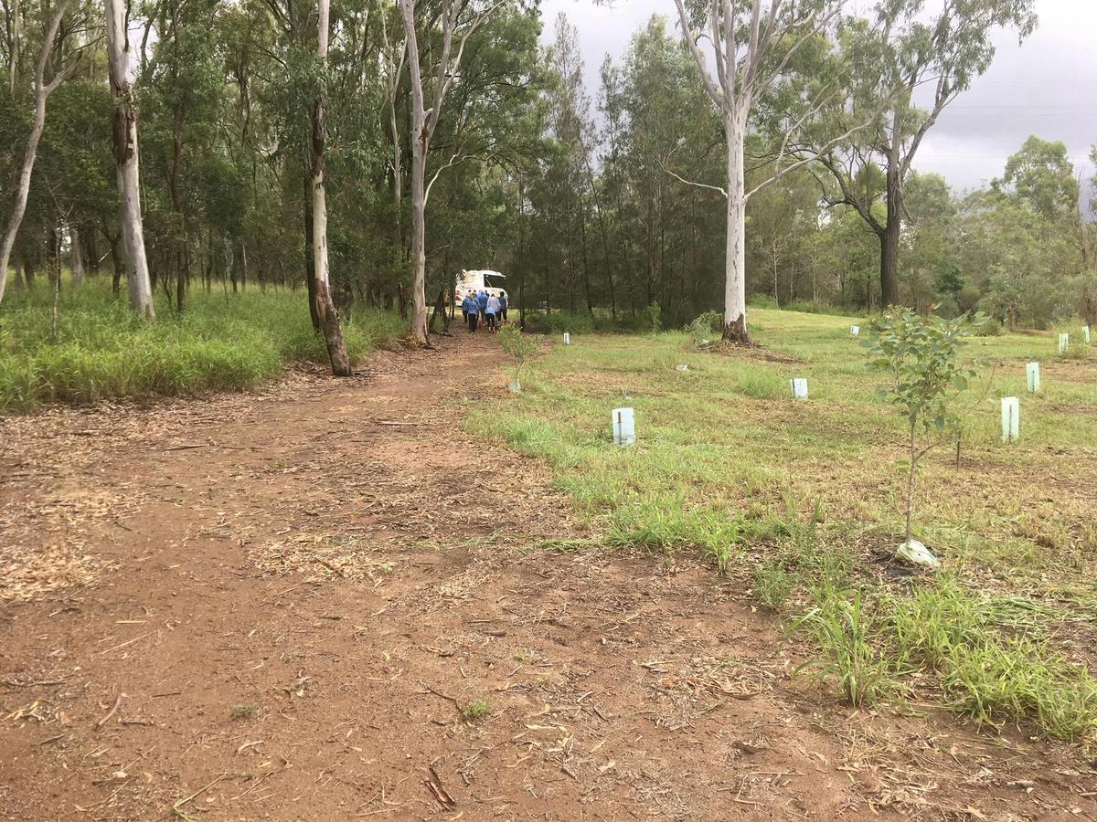 Open reserve area with trees and grass