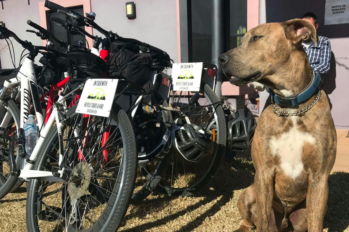 We are pet friendly and welcome any form of transport to Jester Hill Wines (bikes included)