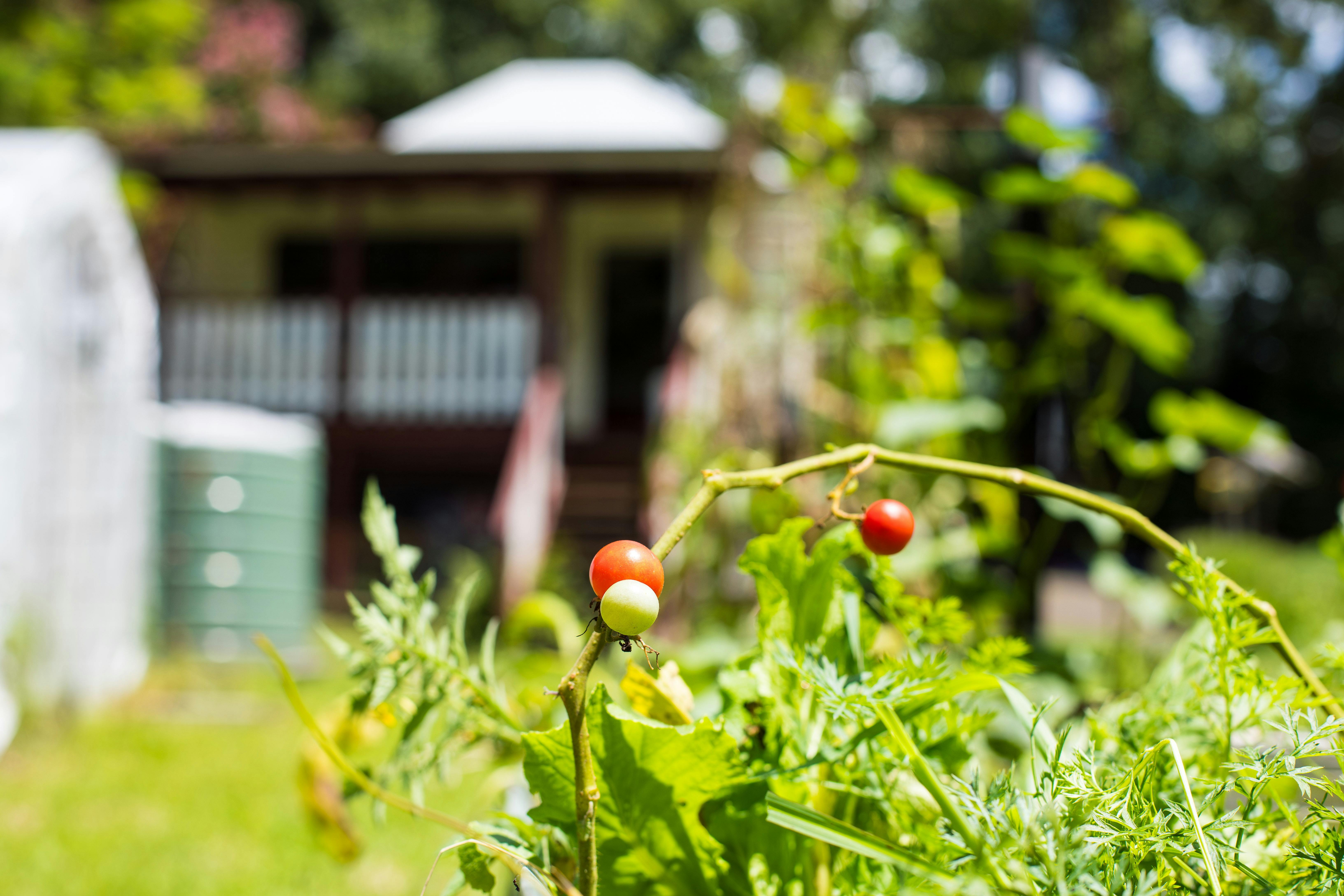 Locally grown tomatoes