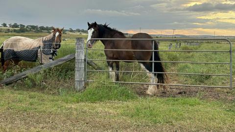Kingsthorpe Horse Paddock