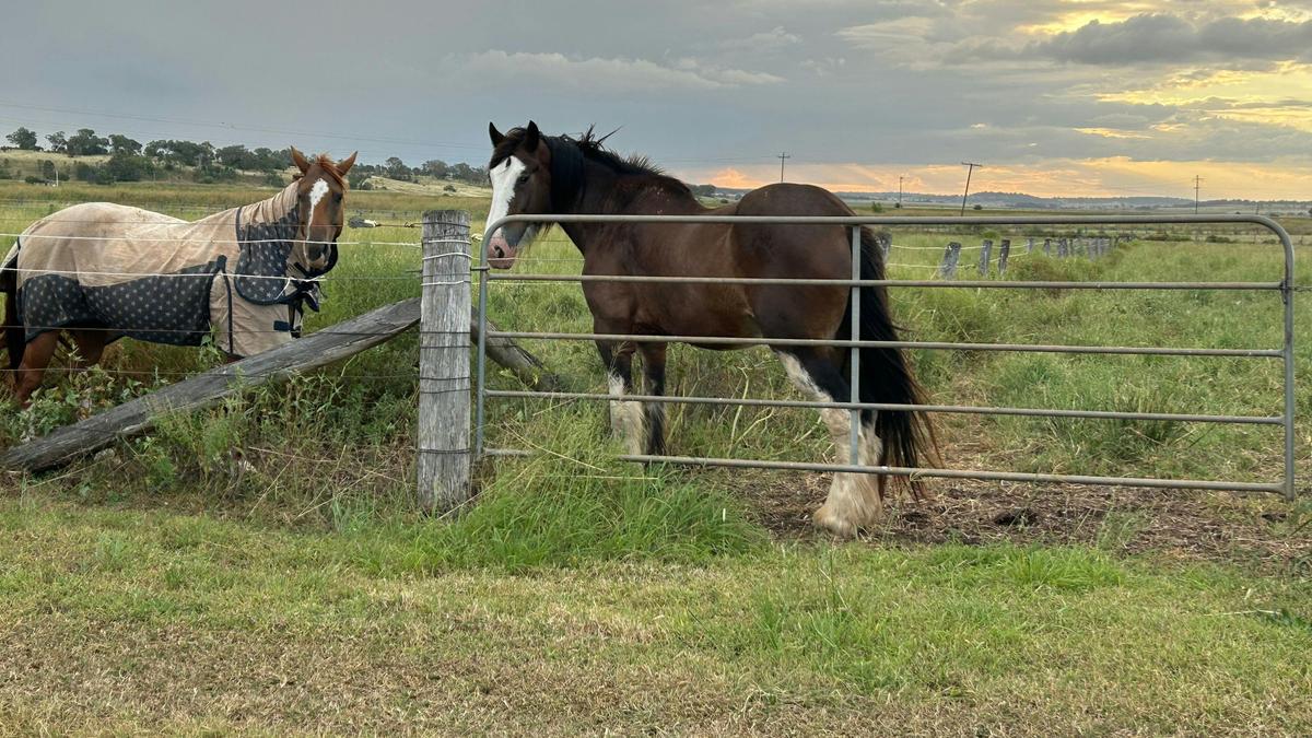 Kingsthorpe Horse Paddock